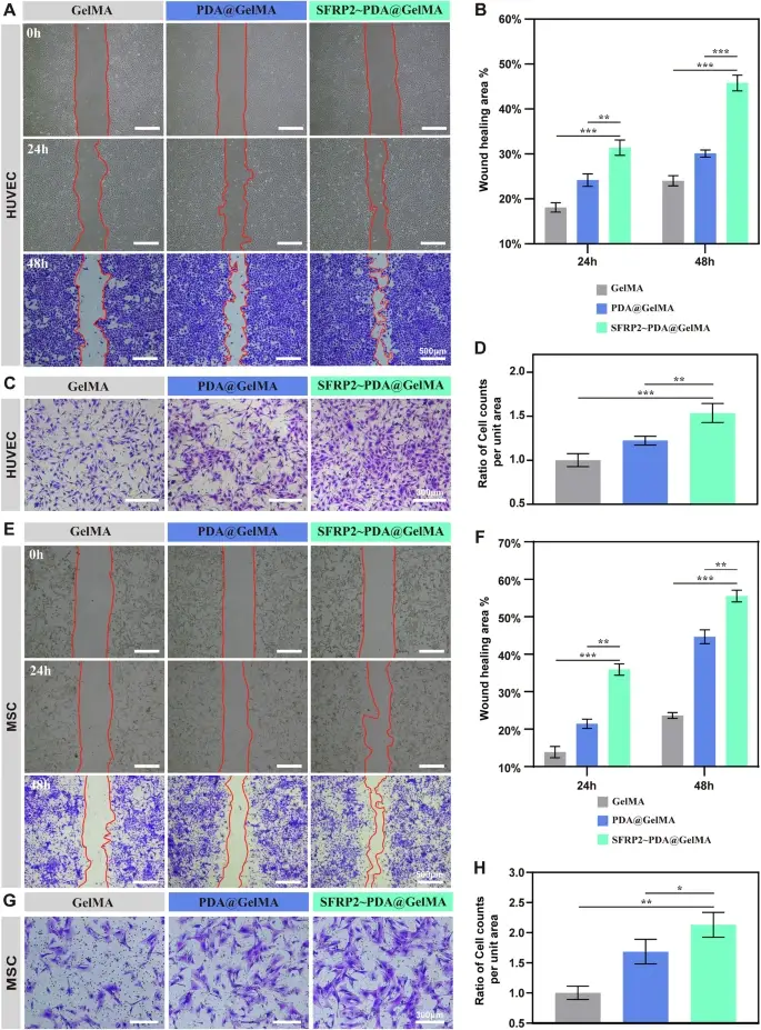 细胞迁移能力评估示意图