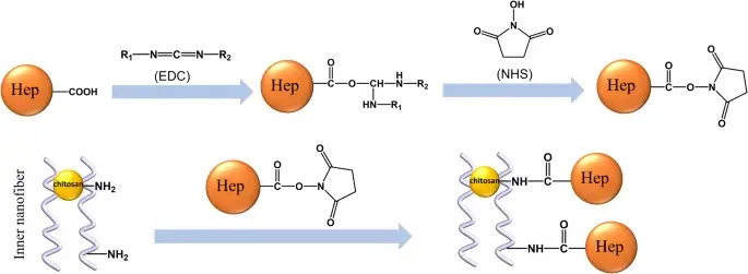 图 2：血管支架肝素化原理示意图