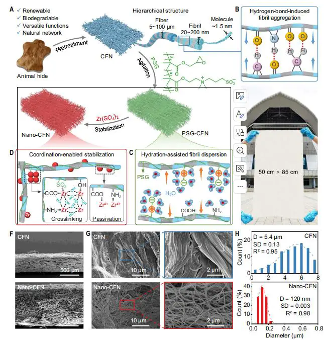 胶原纤维网络的纳米原纤化过程与结构表征