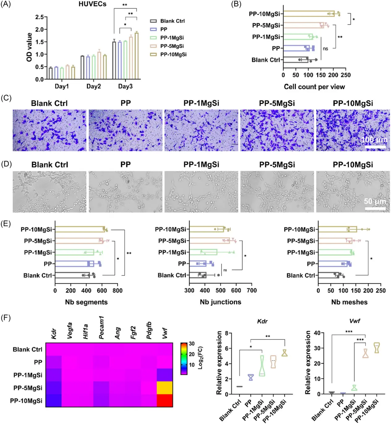 图2: MgSi复合贴片促进体外血管生成:该图展示了HUVECs(人脐静脉内皮细胞)在不同MgSi含量的复合贴片作用下的增殖、迁移和管状形成能力。