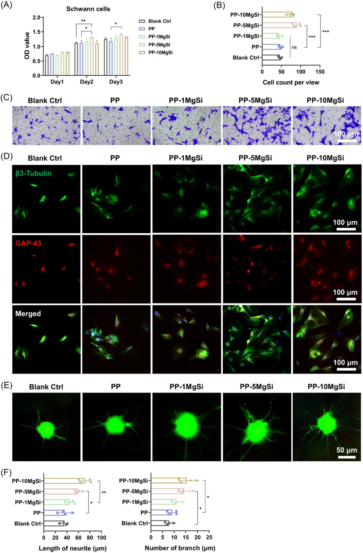 图3 MgSi复合贴片促进体外髓鞘形成与神经再生