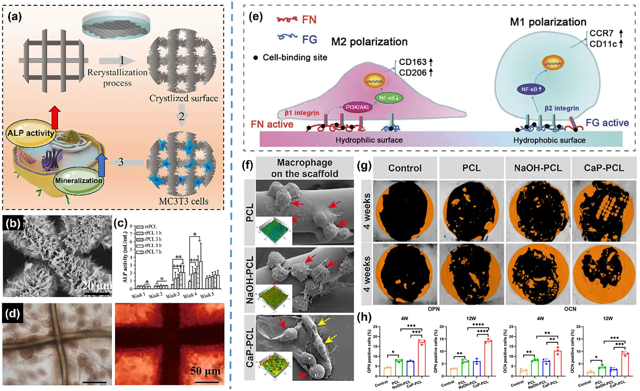 图8：表面再结晶与生物涂层改性