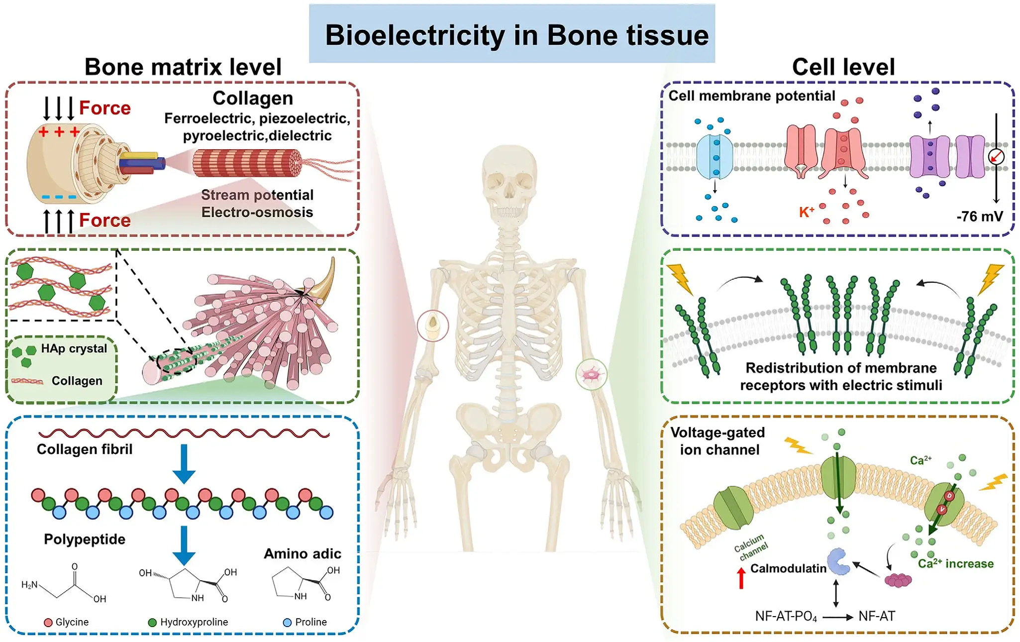 图15：多细胞几何分区与功能协同