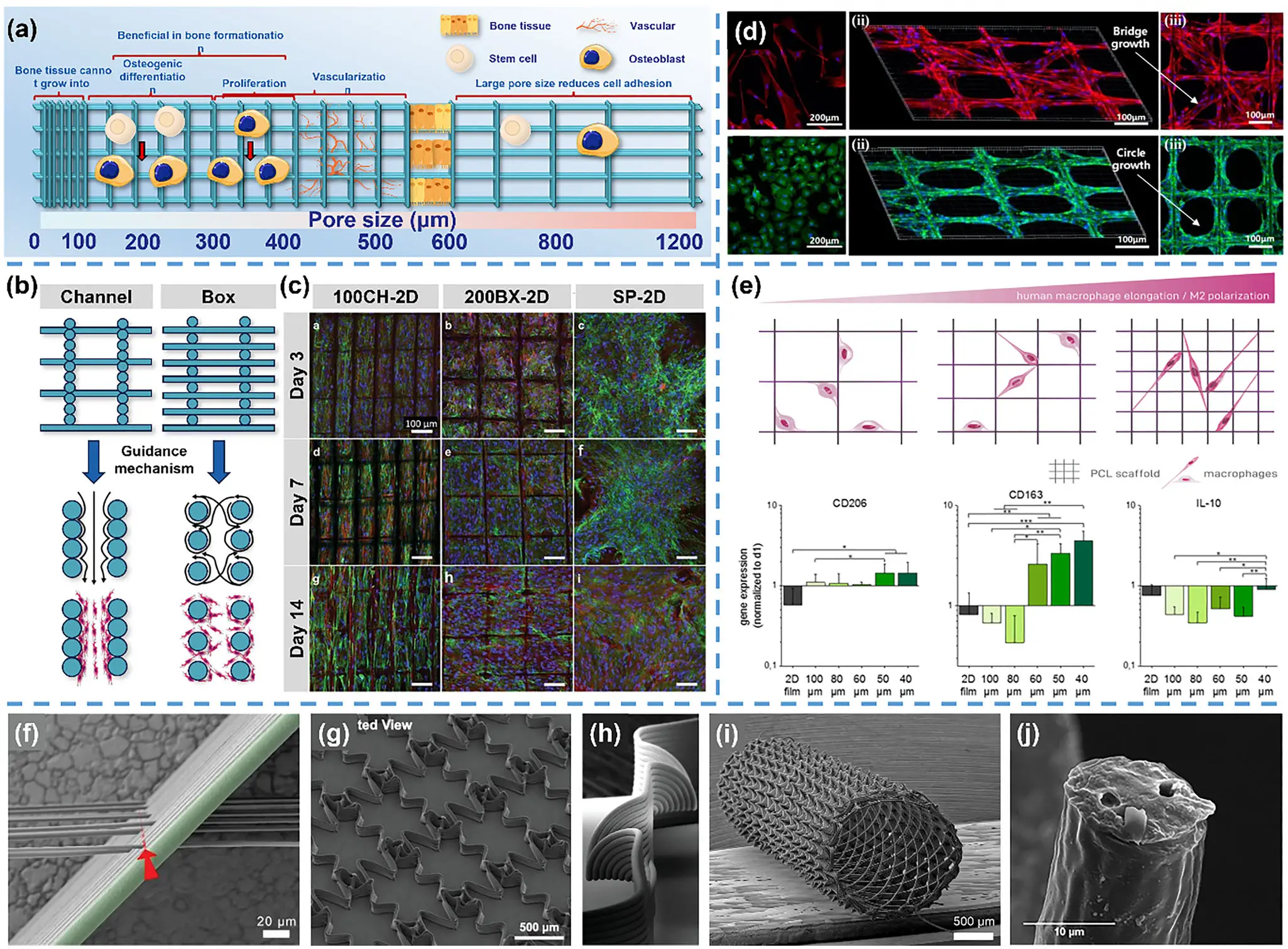 图10：纤维取向结构的导向修复效果