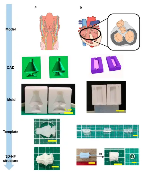 静电纺丝：基于解剖结构的3DMF支架